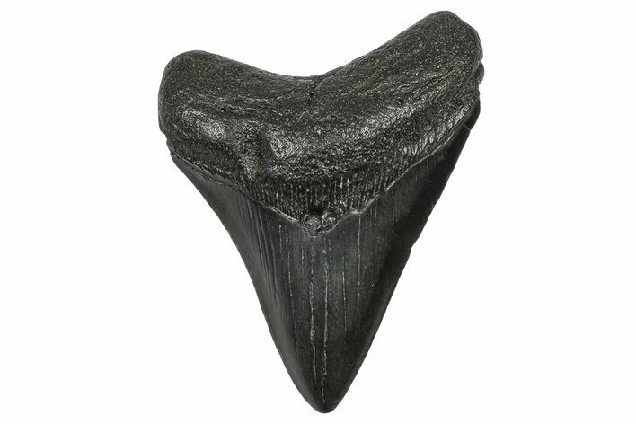 Fossil Megalodon Tooth - South Carolina #372387